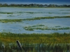 Flooded Crop
