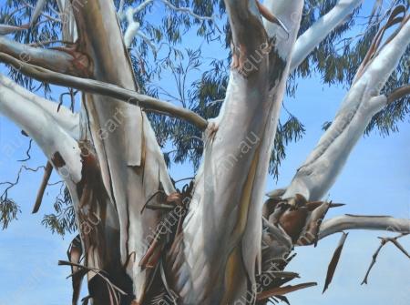 Shedding Bark