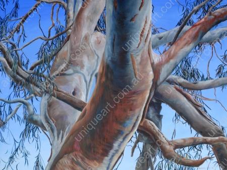 Murray River Red Gum